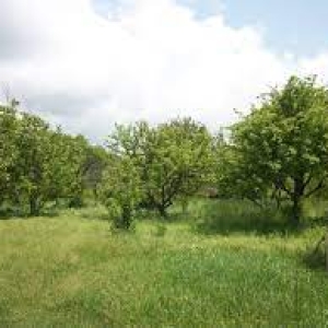 2-senyakanoc-bnakaran-vacharq-Yerevan-Arabkir